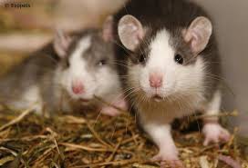 Hé, moet je eens kijken!